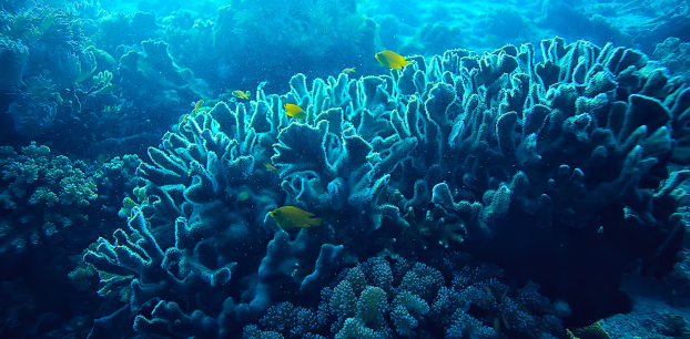 Coral reef and fish